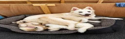 White Swiss Shepherd dogs for sale: 🐾 Swiss White Shepherd Puppies reduced 🐾 - Advert 1