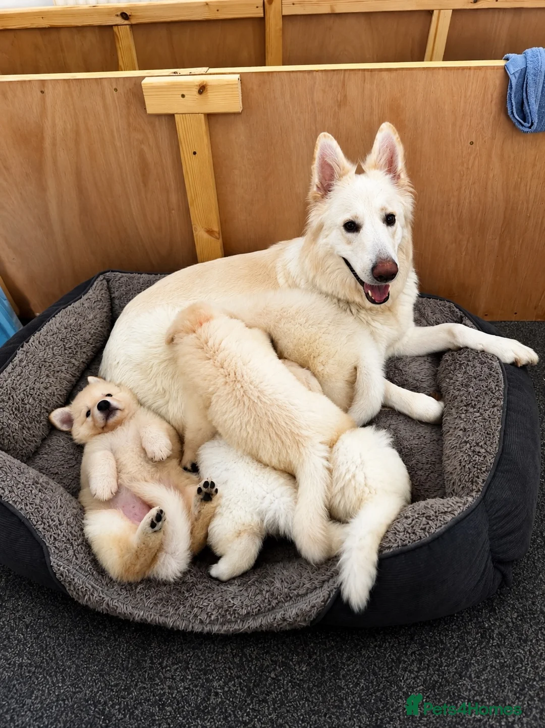 White Swiss Shepherd dogs for sale: 🐾 Swiss White Shepherd Puppies reduced 🐾 - Advert 1