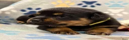 Rottweiler dogs for sale: ✨Big bone Pups for Sale Healthy & Ready to Go 🐶✨ in Skegness - Advert 4