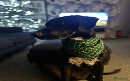Mixed Breed dogs for sale:  Mr Bolt - Image 2
