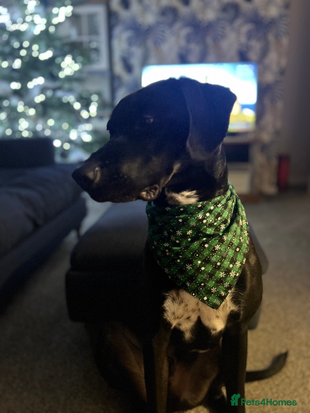 Mixed Breed dogs for sale:  Mr Bolt - Image 2