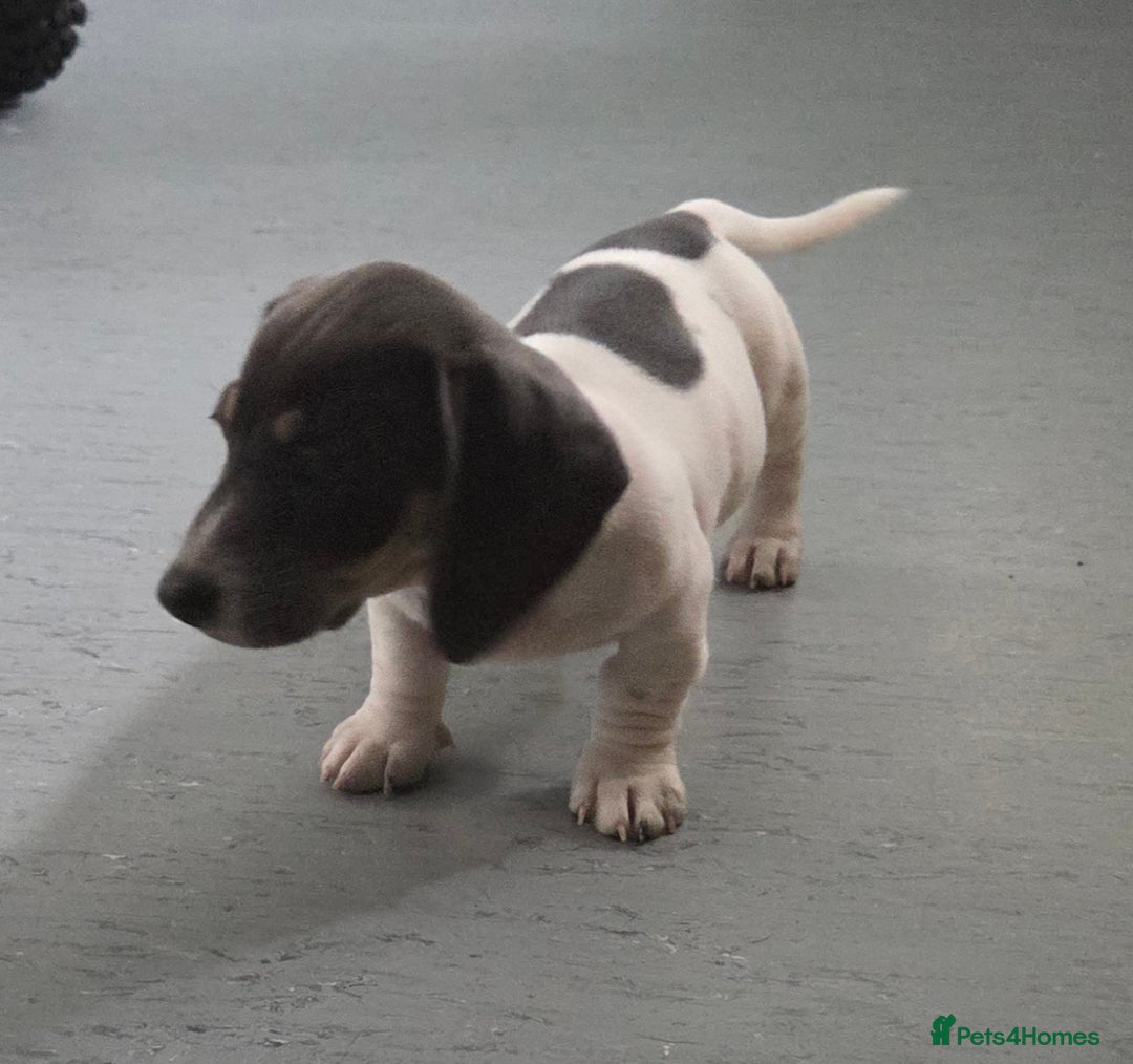Miniature Dachshund dogs for sale: Kc registered Beautiful mini dachshund puppies - Image 4