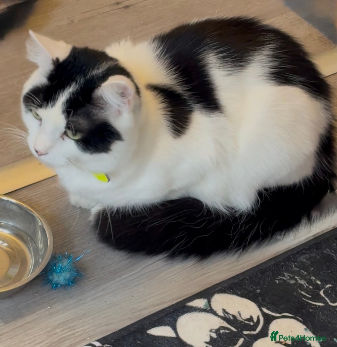 Mixed Breed cats for sale: Beautiful Kittens For Sale  - Advert 15