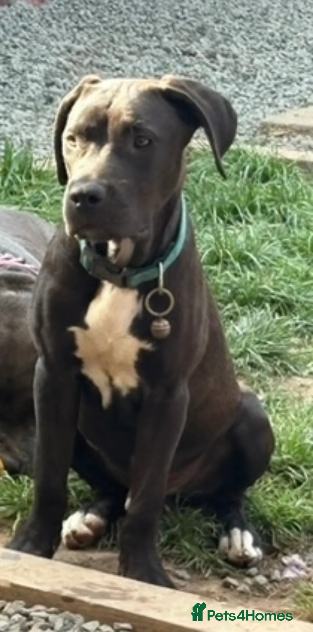 Mixed Breed dogs for sale: Staffy for rehoming  - Advert 2
