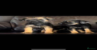 Border Terrier dogs - Advert 1