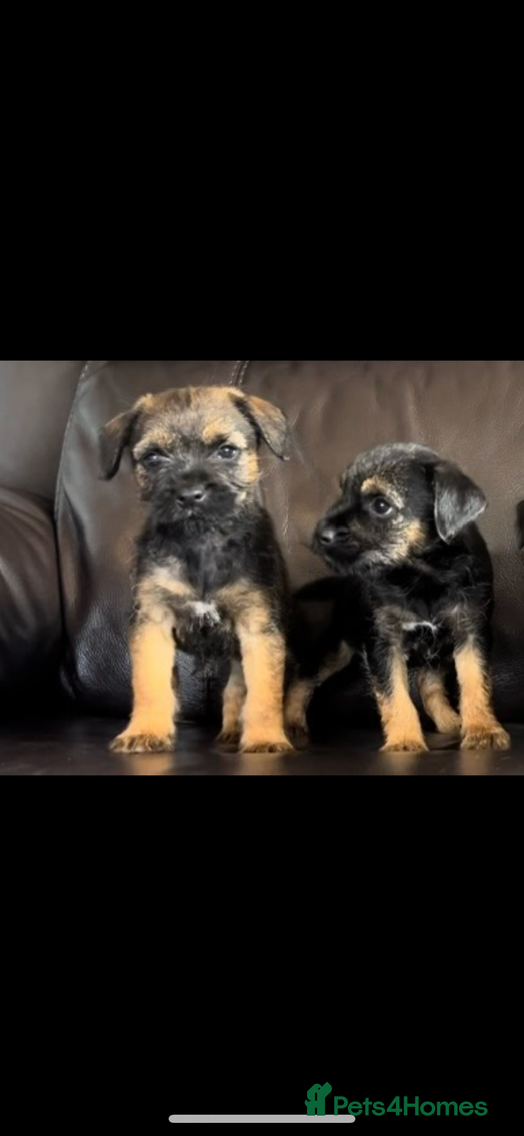 Border Terrier dogs for sale: Border Terrier puppies - Image 6
