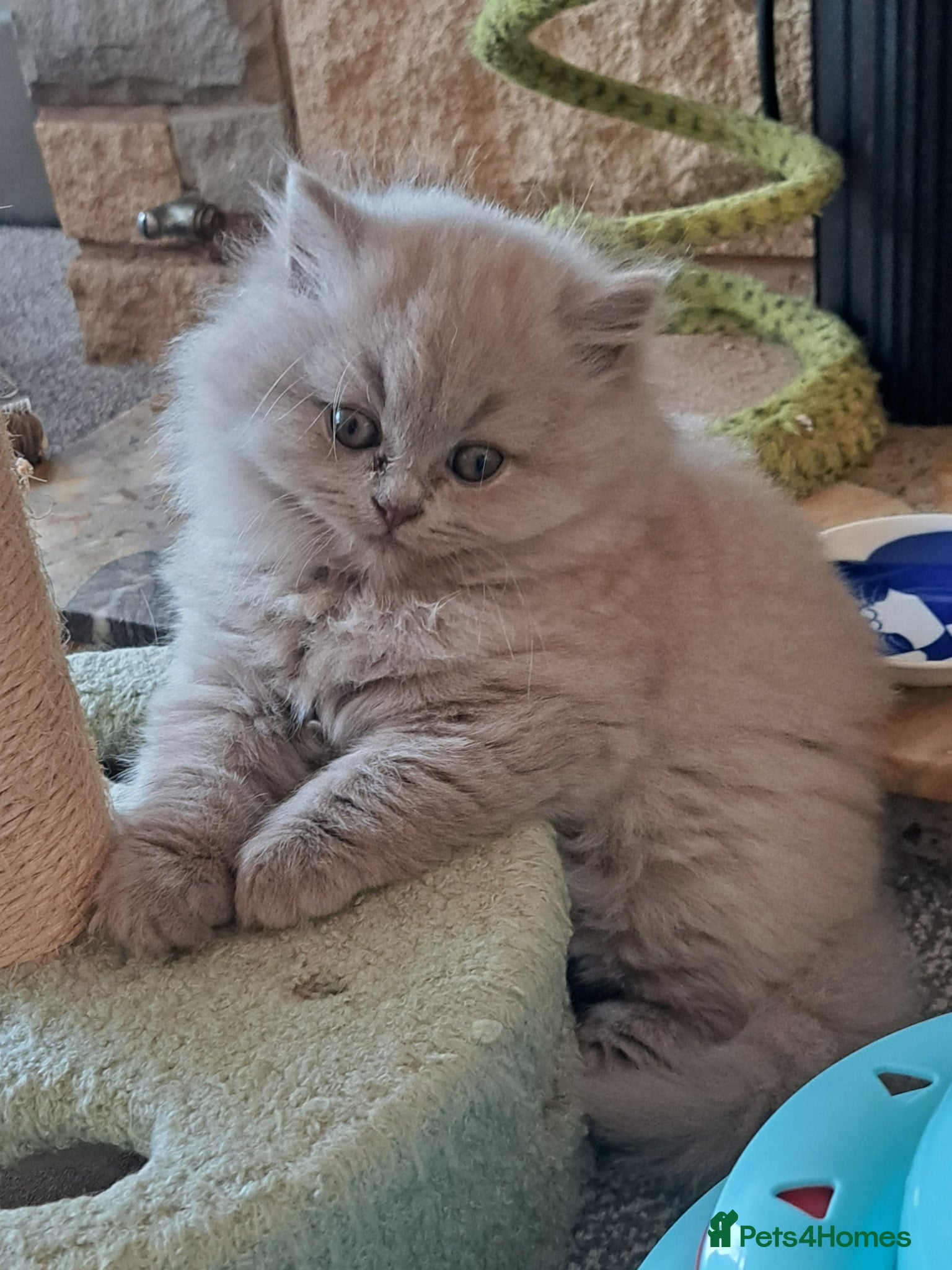 British Longhair Kitten 2