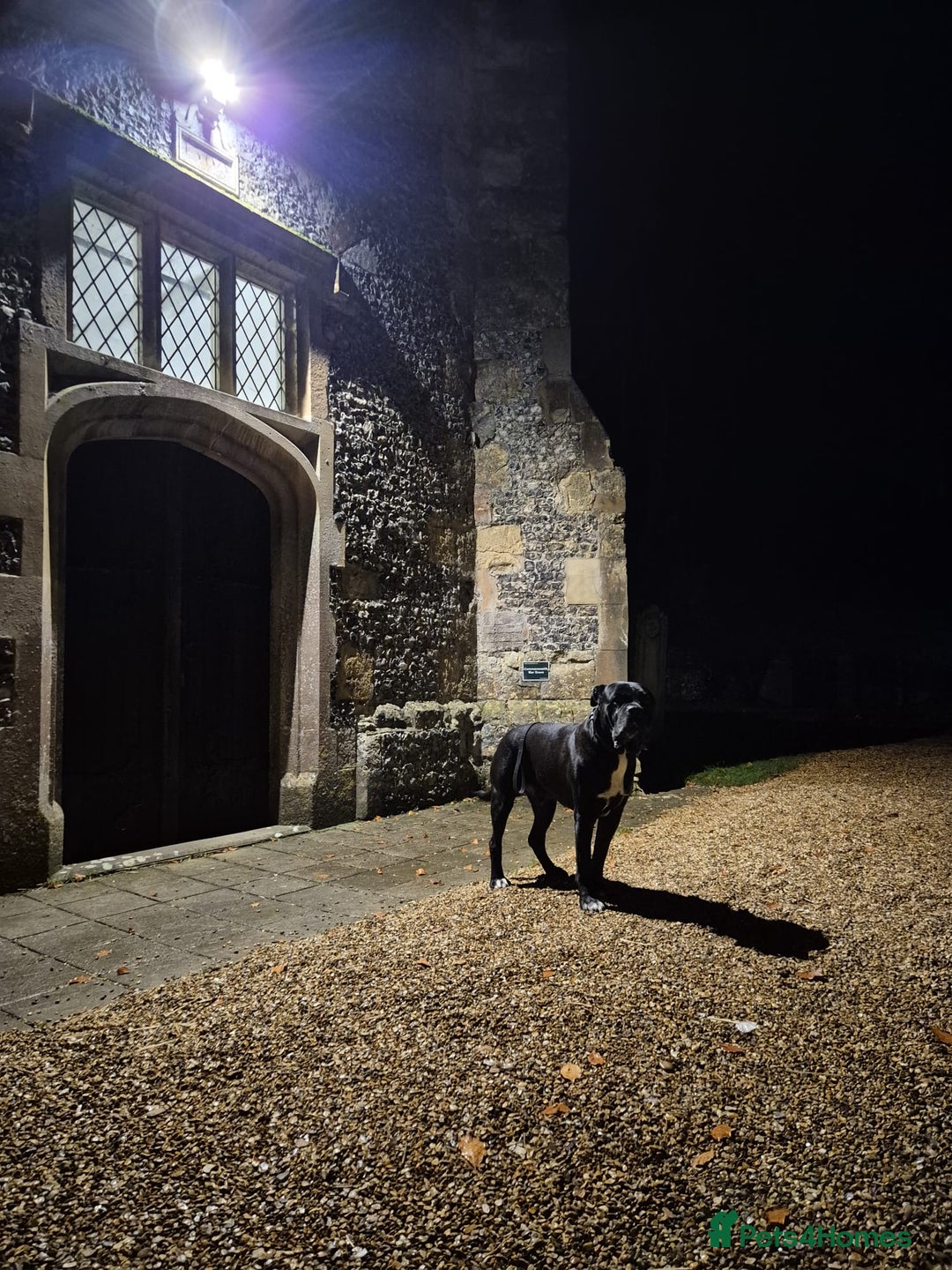 Mixed Breed dogs for sale: Olde english bulldogge x cane corso puppies  - Advert 24