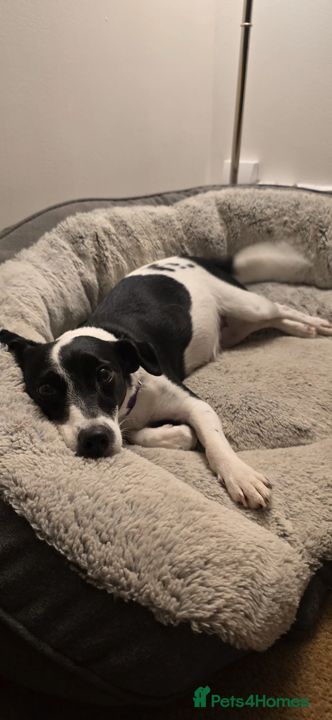 Jackapoo dogs for sale: Two gorgeous female Jackapoos puppies in Basingstoke - Advert 2