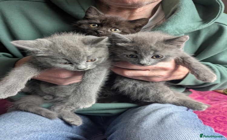 British Shorthair cats - Advert 2