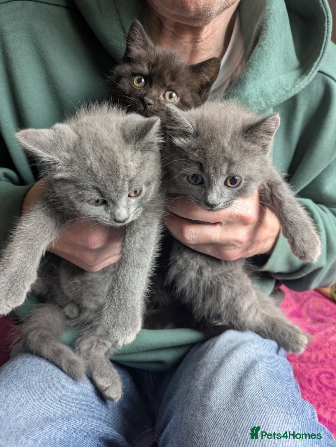 British Shorthair cats for sale: British short hair cross kittens, grey black.  - Image 1