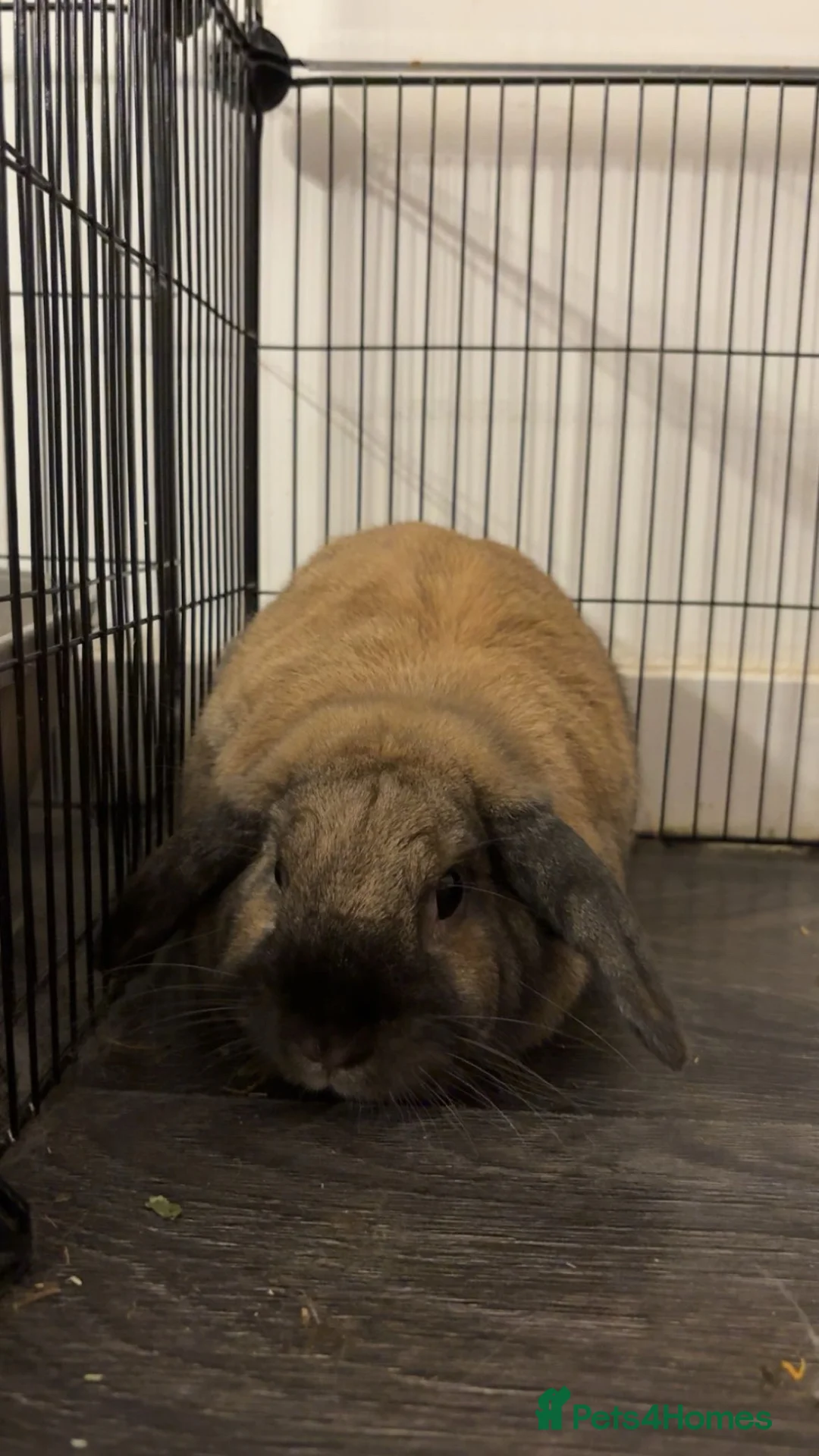 Mini Lop rabbits for sale: Rabbits looking for a loving home - Advert 2