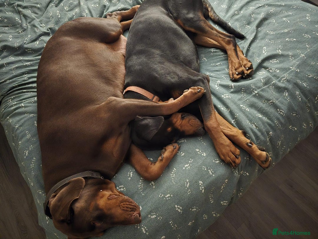 Dobermann dogs for sale: 2 doberman male puppies - Image 8