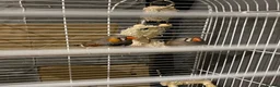 Finches birds for sale: Zebra finches - Advert 2