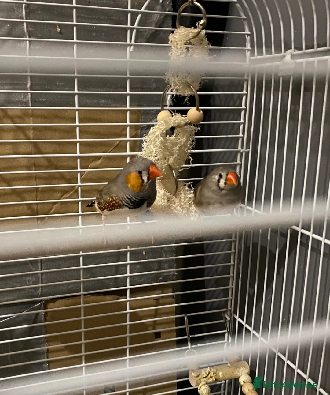 Finches birds for sale: Zebra finches - Advert 2