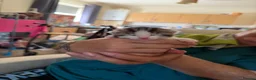 British Shorthair cats for sale: Kitten’s  in Darlington - Advert 9