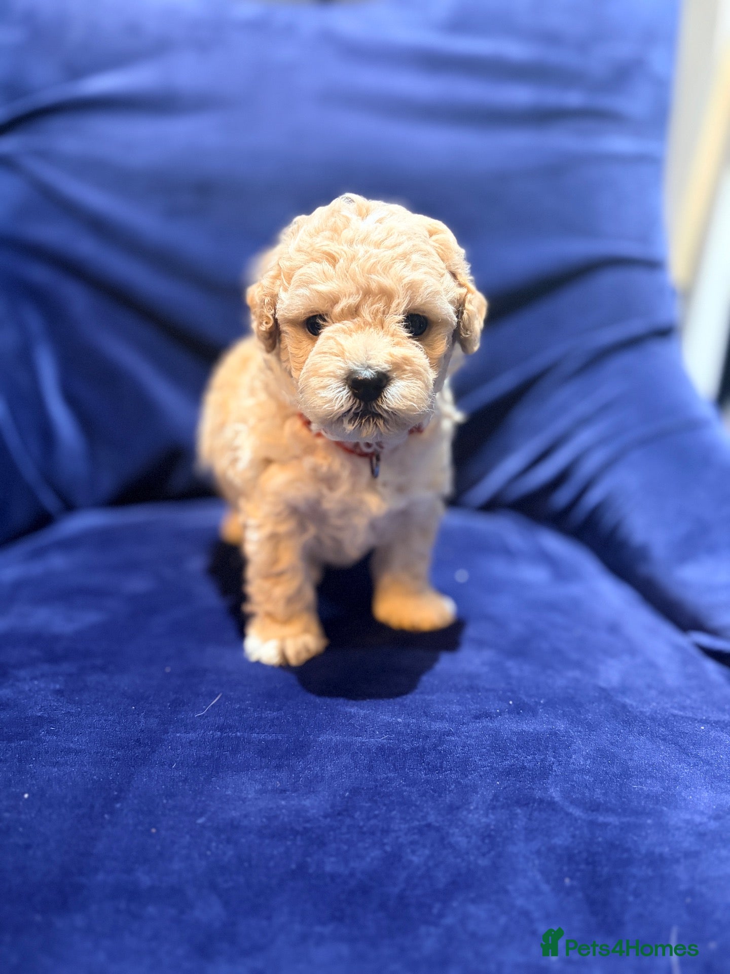 Poochon dogs Toy poodle/bichon - Advert 1