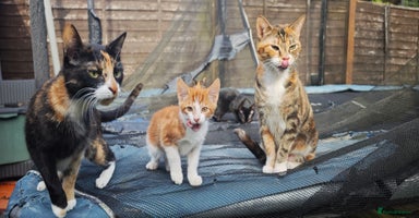 Mixed Breed cats - Advert 8