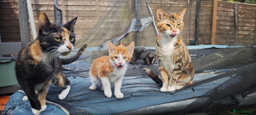 Mixed Breed cats for sale: kittens gorgeous kittens for sale  - Image 3