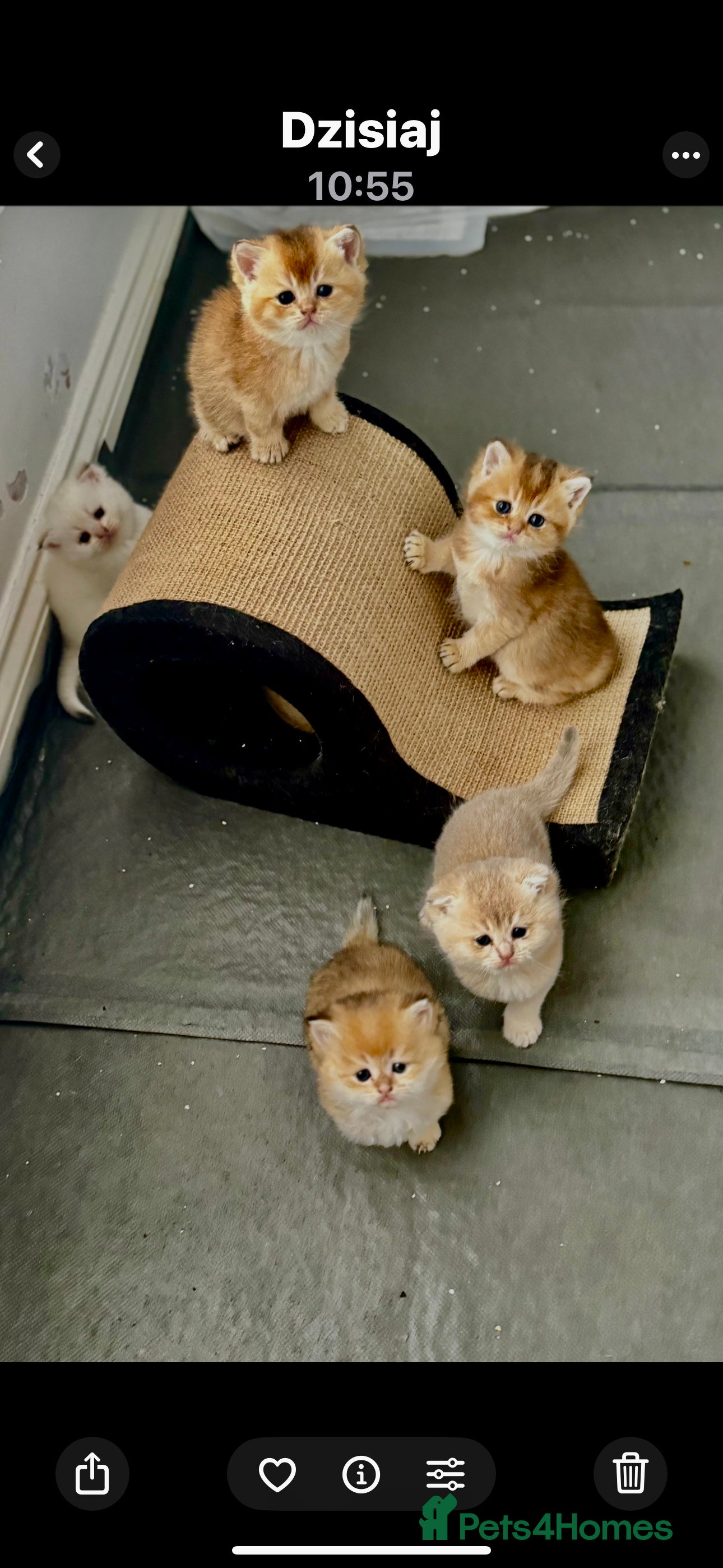 Scottish Fold cats six purebred Scottish kittens — all female,  - Advert 2