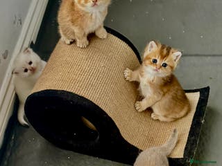 Scottish Fold cats six purebred Scottish kittens — all female, - Advert 2