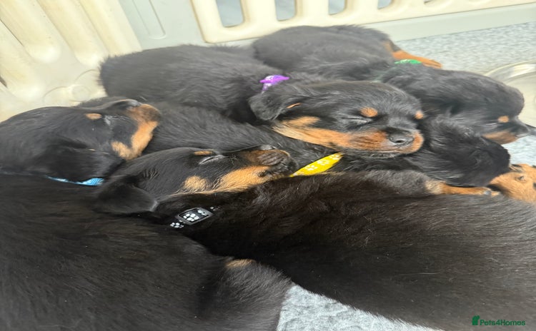 Rottweiler dogs - Advert 1