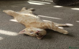 British Shorthair cats for sale: British short hair kittens - Image 5