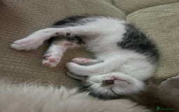 Mixed Breed cats for sale: Kittens - Image 9
