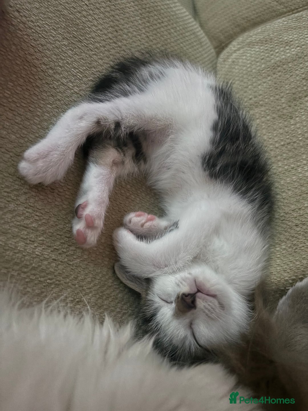 Mixed Breed cats for sale: Kittens - Image 9