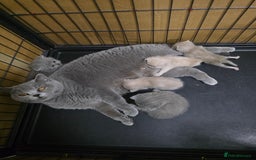 British Shorthair cats for sale: Beautiful British shorthair kittens - Image 20