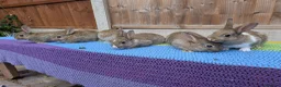 Mixed Breed rabbits for sale: Netherland Dwarf x Mini Rex Babies - Advert 6