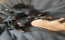 Mixed Breed dogs for sale: 4x Lab×Collie puppys - Image 16