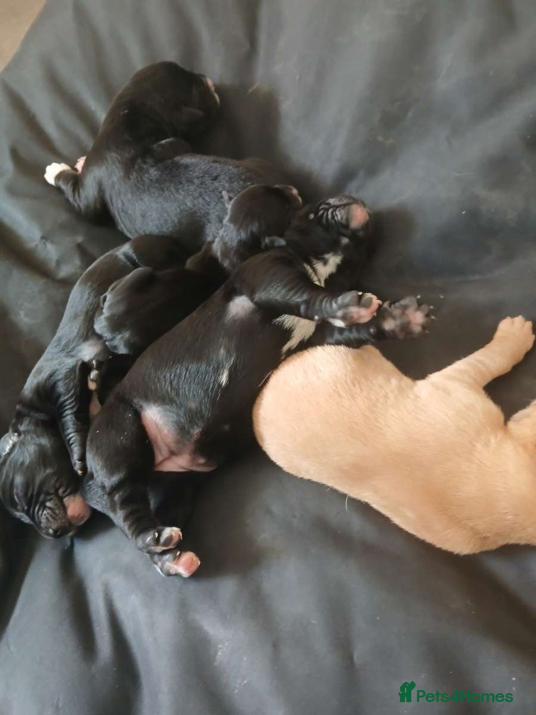 Mixed Breed dogs for sale: 4x Lab×Collie puppys - Image 16