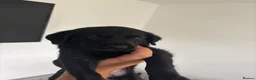 Labrador Retriever dogs for sale: *READY IN 1 WEEK* KC REG LABRADOR PUPS - Advert 25