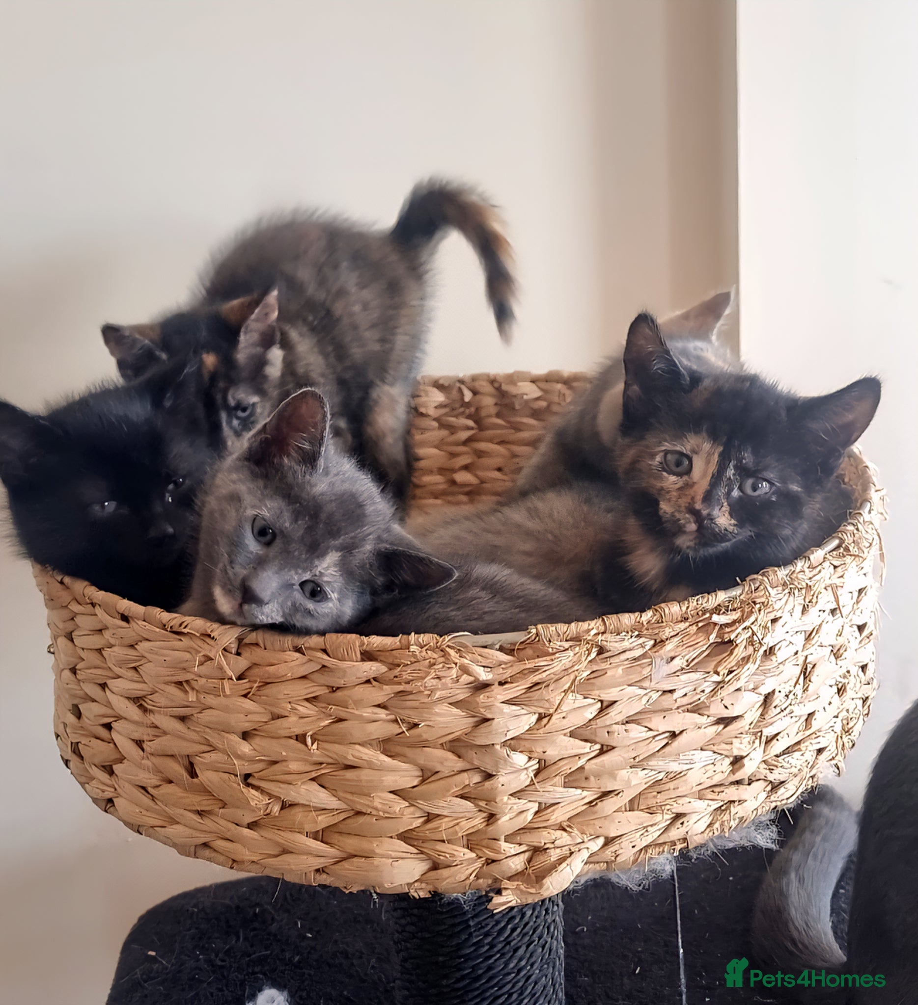 Tonkinese cats for sale: Tonkinese X kittens available - Advert 1