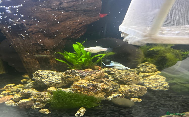 Mollies fish - Advert 1