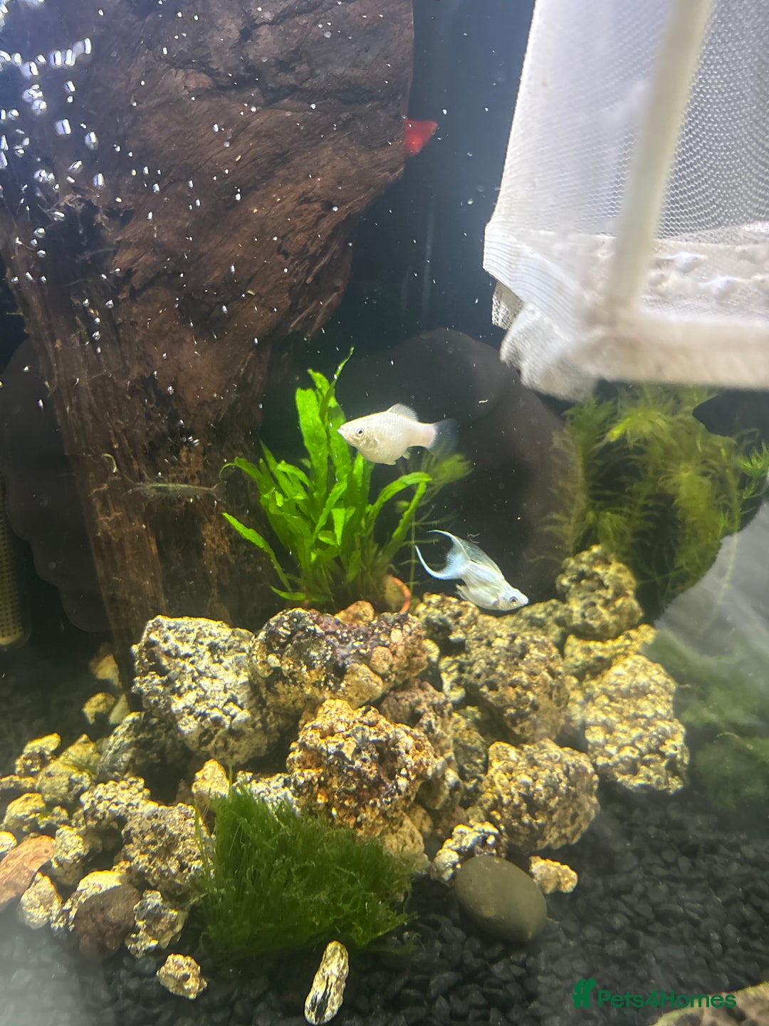 Mollies fish for sale: Platinum Balloon Mollies - Image 1