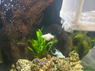 Mollies fish - Advert 8