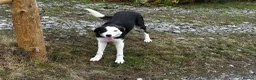 Border Collie dogs for sale: 8 month old Border Collie Male - Advert 9
