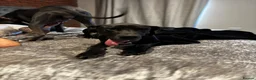 Great Dane dogs for sale: 5 Great Dane puppies for sale in Thetford - Advert 5