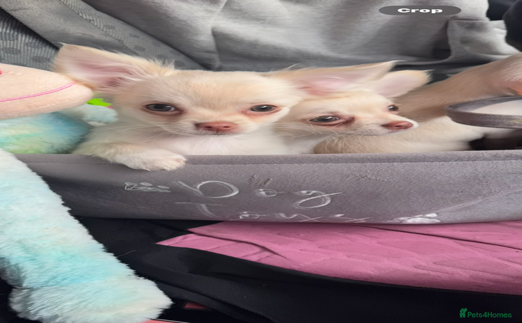 Chihuahua dogs - Advert 12