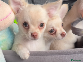 Chihuahua dogs - Advert 2