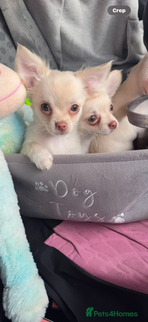 Chihuahua dogs - Advert 1