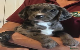 Cockerdor dogs for sale: Superb Quality Cockador Puppies, SHROPSHIRE  - Image 19