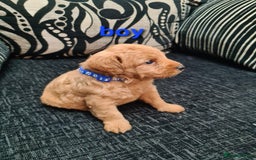 Labradoodle dogs for sale: F1 beautiful labradoodles  - Image 5