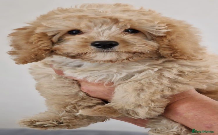 Cavapoochon dogs - Advert 1