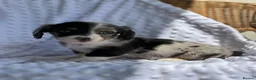 Miniature Dachshund dogs for sale: Beautiful Miniatures  in Edinburgh - Advert 17
