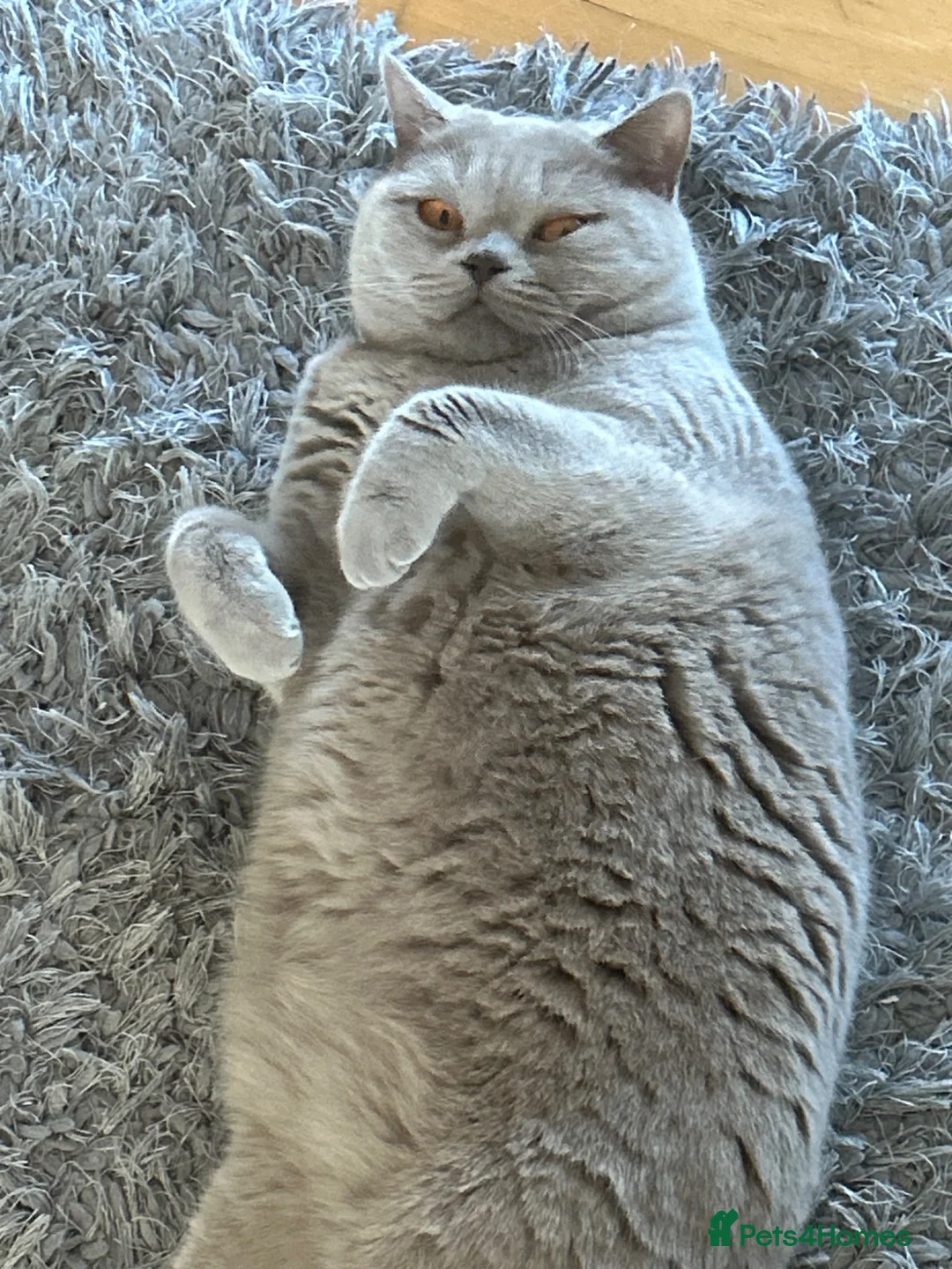 British Shorthair cats for sale: Lola Girl - Advert 2