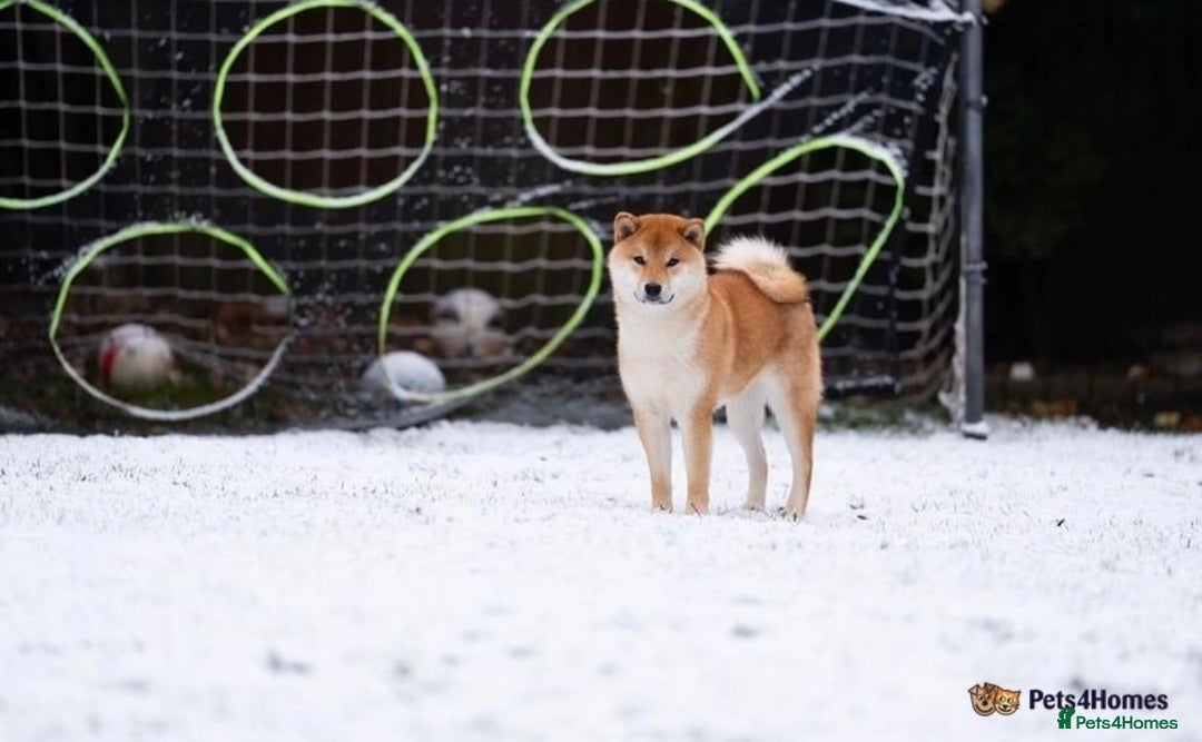 Japanese Shiba Inu dogs for sale: Beautiful Japanese Shiba Inu Puppies - Image 11