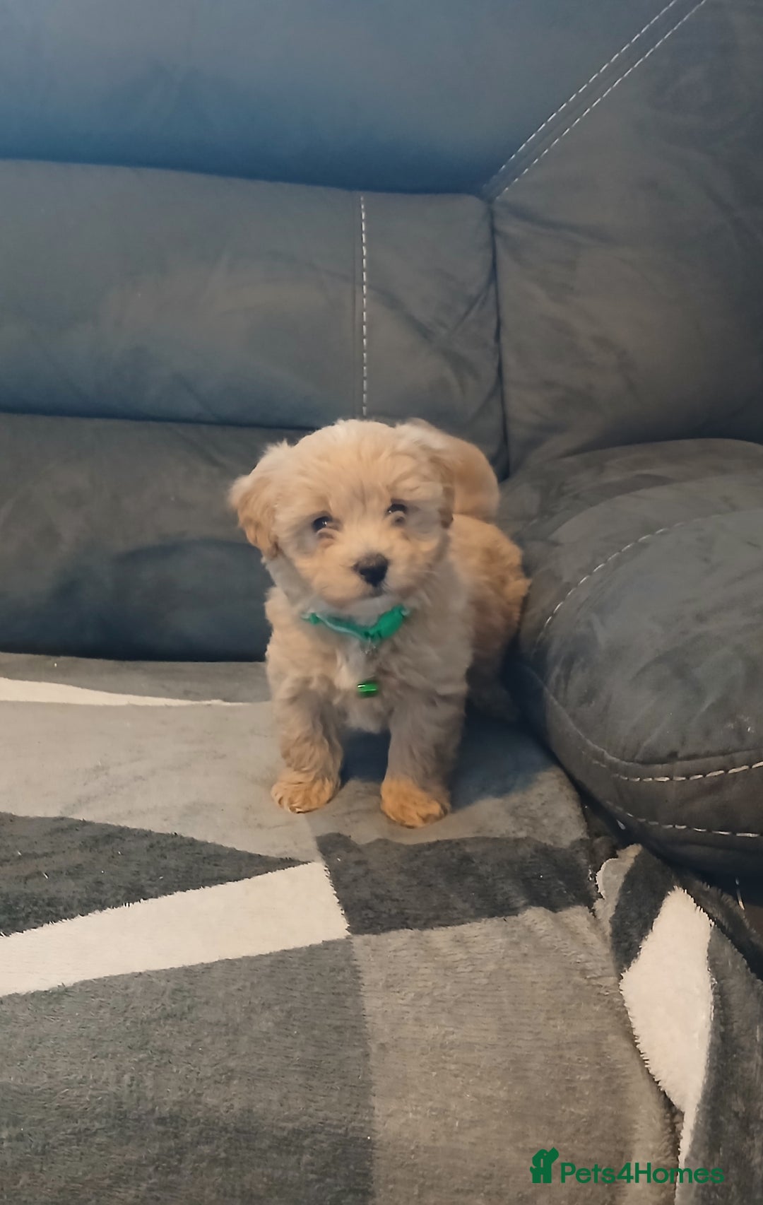 Maltipoo dogs for sale: Maltipoo puppies - Advert 16